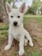 Siberian Husky Puppies for sale in Arlington, TN, USA. price: NA