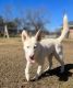 Siberian Husky Puppies for sale in Somerville, TX 77879, USA. price: $300