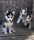 3 Siberian Husky Pups for sale 9 weeks old