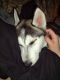 Siberian Husky Puppies for sale in Vancouver, WA, USA. price: $1,400