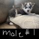 Siberian Husky Puppies for sale in West, TX 76691, USA. price: NA