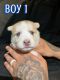 Siberian Husky Puppies for sale in Somerville, TX 77879, USA. price: $425