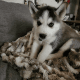Siberian Husky Puppies for sale in Albuquerque, NM, USA. price: $675