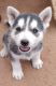 Siberian Husky Puppies for sale in Albuquerque, NM 87123, USA. price: NA