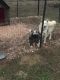 Siberian Husky Puppies for sale in 951 Nellie Head Rd, Tunnel Hill, GA 30755, USA. price: NA