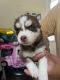 Siberian Husky Puppies for sale in Tempe, AZ 85281, USA. price: NA