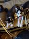 Siberian Husky Puppies for sale in Hobbs, NM, USA. price: $1,200