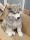 Siberian Husky Puppies for sale in West Greenwich, RI 02817, USA. price: $1,500
