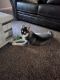 Siberian Husky Puppies for sale in Ringgold, GA 30736, USA. price: $1,500