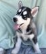 Siberian Husky Puppies for sale in Colorado Springs, CO 80911, USA. price: $1,500