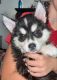 Siberian Husky Puppies for sale in Mentor, OH 44060, USA. price: NA