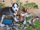 Siberian Husky Puppies for sale in Rio Rancho, NM, USA. price: $600