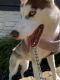 Siberian Husky Puppies for sale in Dallas, TX, USA. price: $800