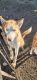 Siberian Husky Puppies for sale in Dallas, TX, USA. price: $200