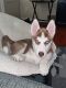 Siberian Husky Puppies for sale in Roseville, MI 48066, USA. price: NA