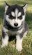 Siberian Husky Puppies for sale in Auburn, WA, USA. price: $850
