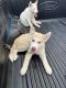 Siberian Husky Puppies for sale in San Antonio, TX, USA. price: $2,000