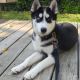 Siberian Husky Puppies for sale in West Fargo, ND, USA. price: NA