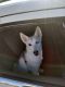 Siberian Husky Puppies for sale in Donna, TX 78537, USA. price: NA