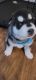 Siberian Husky Puppies for sale in Rusk, TX 75785, USA. price: $600