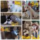 Siberian Husky Puppies for sale in Los Lunas, NM 87031, USA. price: NA