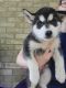 Siberian Husky Puppies for sale in Rusk, TX 75785, USA. price: $200