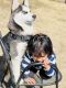 Siberian Husky Puppies for sale in Little Elm, TX, USA. price: NA