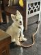 Siberian Husky Puppies for sale in RT Nagar, Bengaluru, Karnataka 560032, India. price: 25000 INR