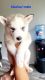 Siberian Husky Puppies for sale in Dallas, TX 75211, USA. price: NA