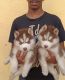 Siberian Husky Puppies for sale in Yelahanka, Bengaluru, Karnataka, India. price: 18000 INR
