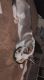 Siberian Husky Puppies for sale in West Jordan, UT, USA. price: NA
