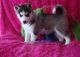 Siberian Husky Puppies for sale in Kent, WA, USA. price: NA