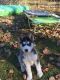 Siberian Husky Puppies for sale in Hillman, MI 49746, USA. price: NA