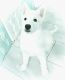 Siberian Husky Puppies for sale in Navarre, FL 32566, USA. price: NA