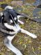 Siberian Husky Puppies for sale in Wilmer, TX, USA. price: NA