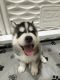 Siberian Husky Puppies for sale in Tracy, CA, USA. price: NA