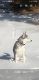 Siberian Husky Puppies for sale in Westbank, West Kelowna, BC V4T 1P7, Canada. price: NA