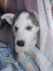 Siberian Husky Puppies for sale in Brownsboro, TX 75756, USA. price: $400