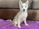 Siberian Husky Puppies for sale in Las Cruces, NM, USA. price: $65,000