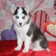 Siberian Husky Puppies for sale in Dallas, TX, USA. price: $600