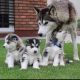 Siberian Husky Puppies for sale in Dallas, TX, USA. price: $600