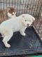 Siberian Husky Puppies for sale in Auburn, WA, USA. price: $1,200