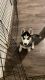 Siberian Husky Puppies for sale in Kelowna, BC, Canada. price: NA