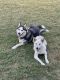 Siberian Husky Puppies for sale in 3307 Mission River, San Antonio, TX 78245, USA. price: $450