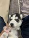 Siberian Husky Puppies for sale in Thane, Maharashtra, India. price: 25 INR