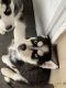 Siberian Husky Puppies for sale in Warren, MI 48091, USA. price: NA