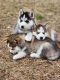 Siberian Husky Puppies for sale in Albuquerque, NM, USA. price: $800