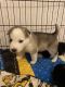 Siberian Husky Puppies for sale in Fort Worth, TX, USA. price: NA