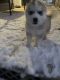 Siberian Husky Puppies for sale in Bloomfield, NM 87413, USA. price: $300