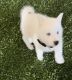 Siberian Husky Puppies for sale in Houston, TX, USA. price: NA